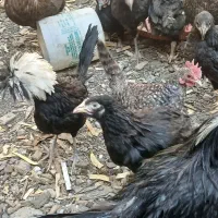 نوچه مرغوخروس|حیوانات مزرعه|قم, بلوار امین و ساحلی|دیوار