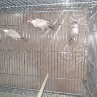 فنچ نرگسی شکلاتی|پرنده|اصفهان, سعادتآباد|دیوار