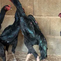 جوجه خروس و مرغ|حیوانات مزرعه|تبریز, |دیوار