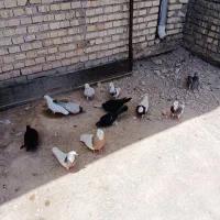 کبوتر رنگی
