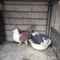 تعداد ۲۰ عدد کبوتر جفت گاه یکجا پای هم ۸میلیون|پرنده|مشهد, کلاهدوز|دیوار