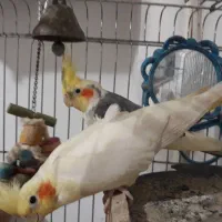 طوطی عروس هلندی سالم و سرحال