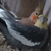 سالن پرورش عباسی