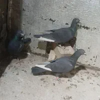 سه عدد کبوتر نر
