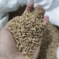 گندم و جو بذری|خدمات باغبانی و درختکاری|خزل, |دیوار