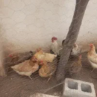 مرغ محلی اصل به شرط