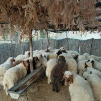 بره پروار کاور