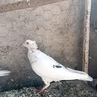 کبوتر صید در چناران|پرنده|مشهد, امیریه|دیوار