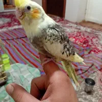 جوجه عروس هلندی|پرنده|ارومیه, |دیوار