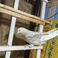 زوردار|پرنده|ایوان, |دیوار