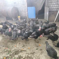 فروش بوقلمون ارگانیت