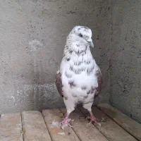 کبوتر پرشی|پرنده|قم, شهرک مهدیه (مدرس)|دیوار