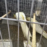 یک جفت عروس هلندی|پرنده|رشت, پل تالشان|دیوار