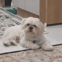 شیتزو فلت نر ۹ ماهه