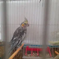 عر وس نرو ماده|پرنده|چناران, |دیوار