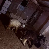 بره پروارشده امسال