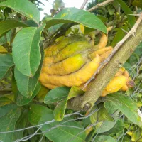 بالنگ یا بادرنگ ونارنج ولیمو شیرین|خوردنی و آشامیدنی|سنگر, |دیوار