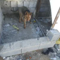 واگذاری ژرمن ورک