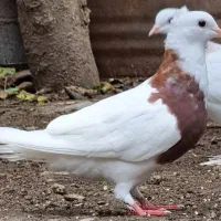 کبوتر طوقی شازده و سفید آس