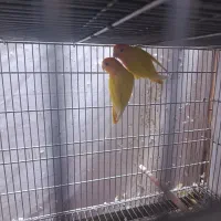 طوطی برزیلی اوپال سر نارنجی|پرنده|تهران, سلسبیل جنوبی|دیوار