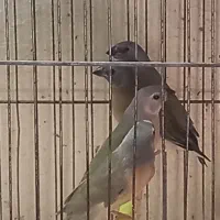 فنچ گلدین جوجه ۳ ماهه بشرط سلامت کامل