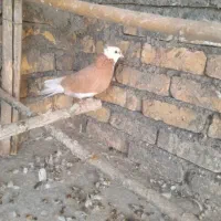 شازده ماده زردخ