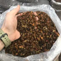 کشمش آفتابی، پلویی ، ضایعاتی ،حلوایی|خوردنی و آشامیدنی|بهارستان, |دیوار