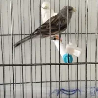 قناری زنگی مست