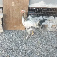 مرغ وخروس لاری|حیوانات مزرعه|خاوران, |دیوار