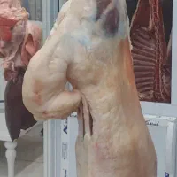 فروش انواع دام داشتی وکشتی|حیوانات مزرعه|دوگنبدان, |دیوار