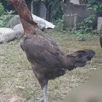 مرغ لاری|حیوانات مزرعه|سراوان, |دیوار