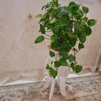 گل مصنوعی|گل مصنوعی|نورآباد, |دیوار