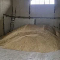 جو شیش پر بذری برای کاشت رسید کیلویی ۴۶