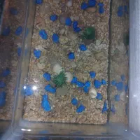 بچه ماهی گوپی