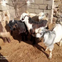 بزغاله گوشتی چاق