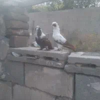 کبوتر ککیلی آلابغاز و بُز پر