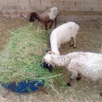 میش|حیوانات مزرعه|صوغان, |دیوار