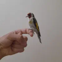 سهره قناری بخوان