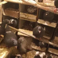 ۷یا۹جفت پلنگ چندجفت کلاغ یک جفت سینیهمه باهم|پرنده|بردسیر, |دیوار