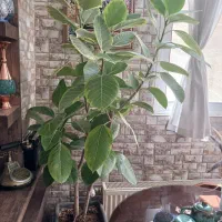 گل بزرگ و زیبا مخصوص اپارتمان