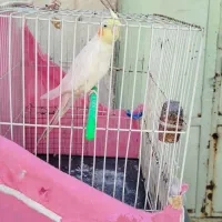 عروس هلندی نر|پرنده|مشهد, شهید قربانی|دیوار