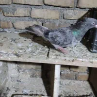 نر سمن کرز|پرنده|کرمانشاه, |دیوار