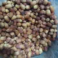 قصب تازه تازه امسال