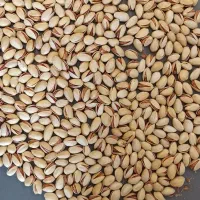 پسته احمدآقایی و فندقی دستچین شده ویژه شب یلدا