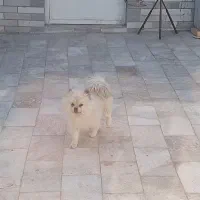 حیوان خانگی