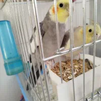 عروس هلندی|پرنده|زرقان, |دیوار