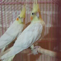 پرنده طوطی عروس هلندی|پرنده|قزوین, |دیوار