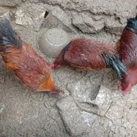 سه عدد خروس زنده به فروش می رسد|حیوانات مزرعه|فیروزکوه, |دیوار