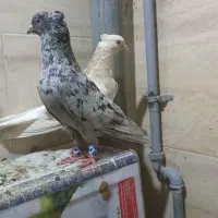 جفت سرور دمسفید