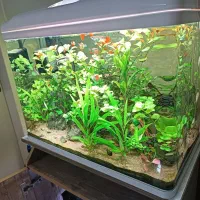 فروش یک عدد اکواریوم پلنت همراه بستر با گیاهان